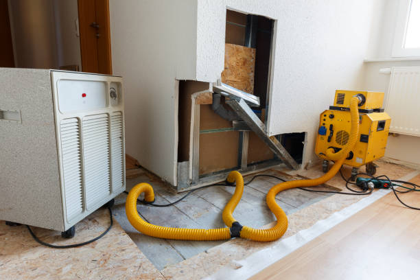 Best Basement Mold Removal  in Brownsville, FL